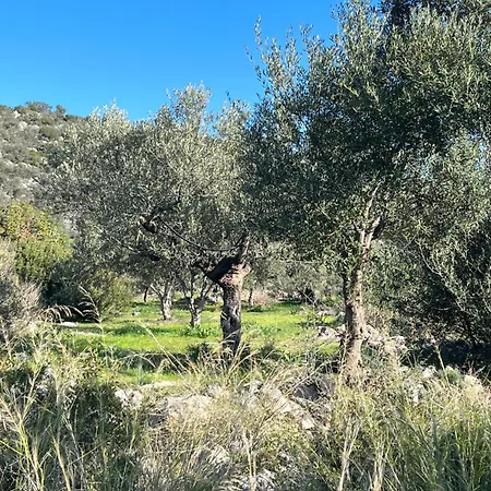 Grande Tente Dans L'oliveraie